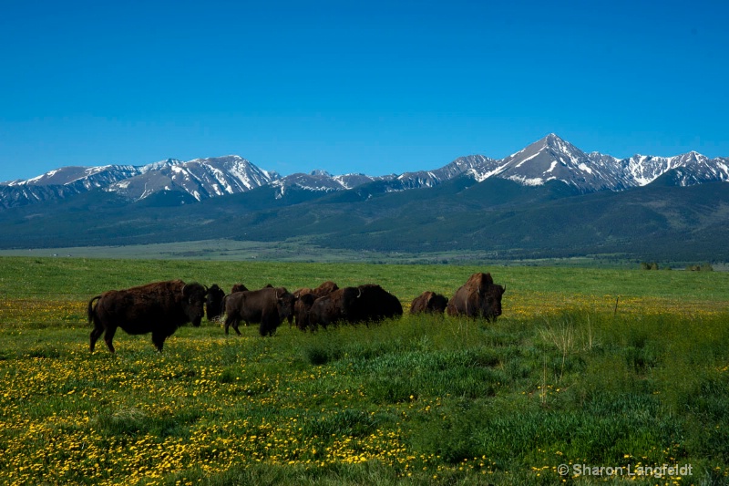 buffaloonpinesroad - ID: 14508777 © Sharon L. Langfeldt