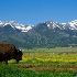 © Sharon L. Langfeldt PhotoID # 14508778: buffaloonpinesroad2