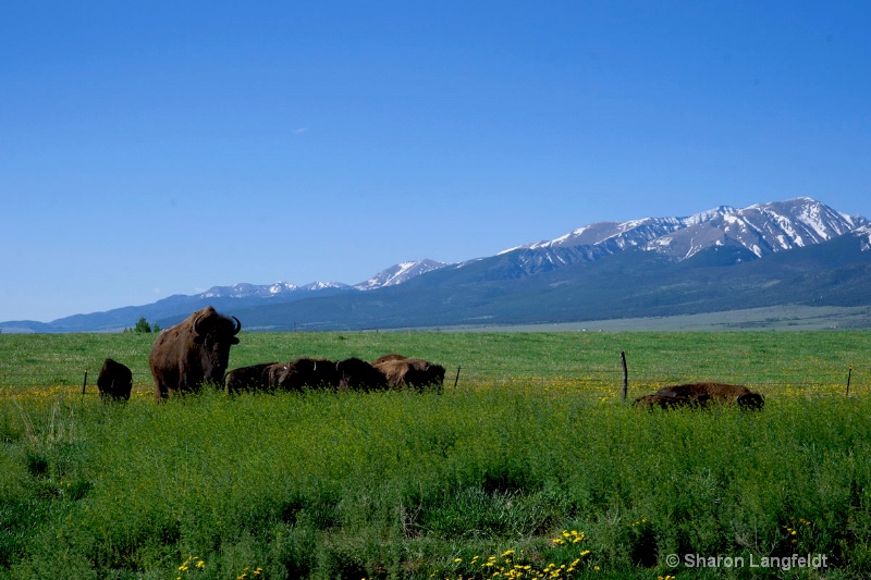 buffaloonpinesroad3 - ID: 14508779 © Sharon L. Langfeldt