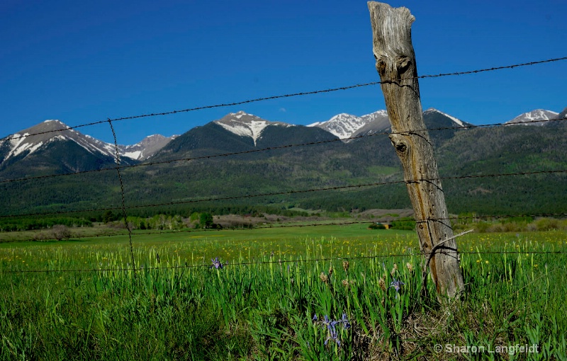 iriswithfencepostandsangres - ID: 14508783 © Sharon L. Langfeldt