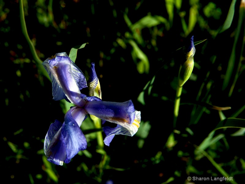 wildiris1 - ID: 14508785 © Sharon L. Langfeldt