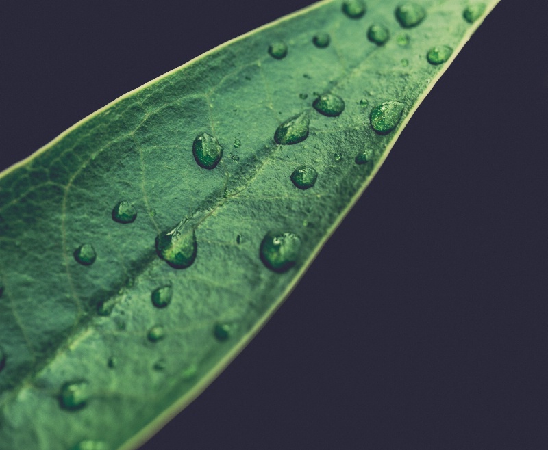 Early Morning Plumeria Leaf