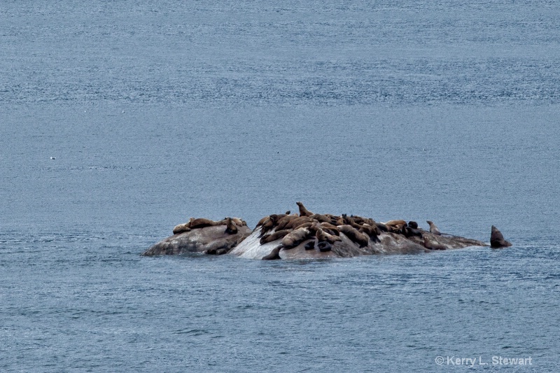 Glacier Bay National Park Harbor Seals