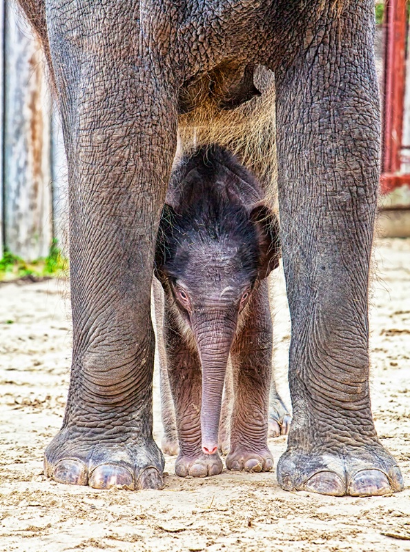 Mama's Boy - ID: 14509819 © Jeff Robinson