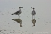 Chatting Gulls