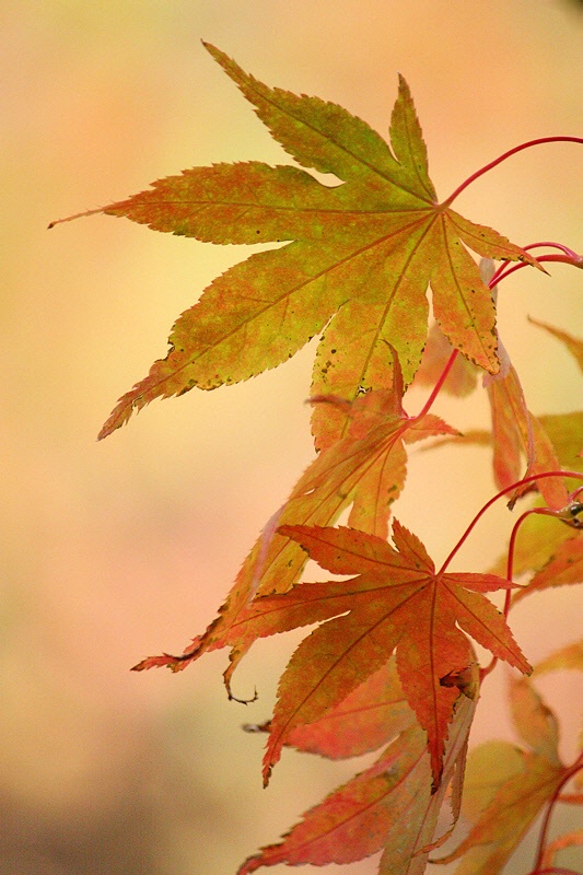 Early autumn leaves