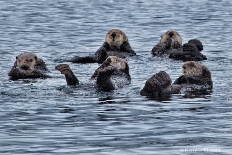 Sea Otters No. 3