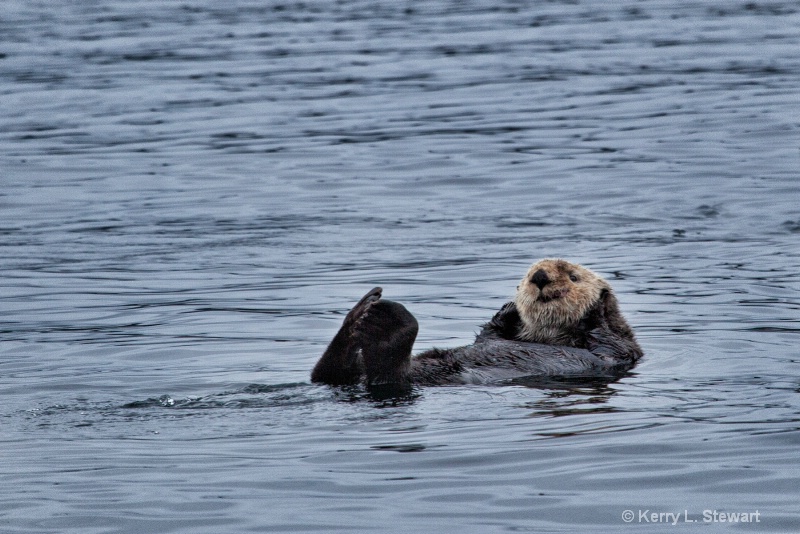 Sitka Sea Otter