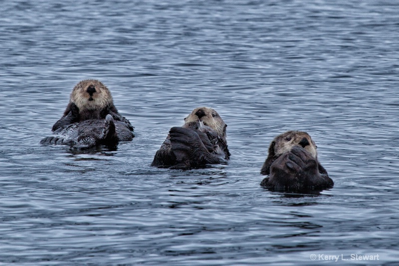 Sea Otters No. 1