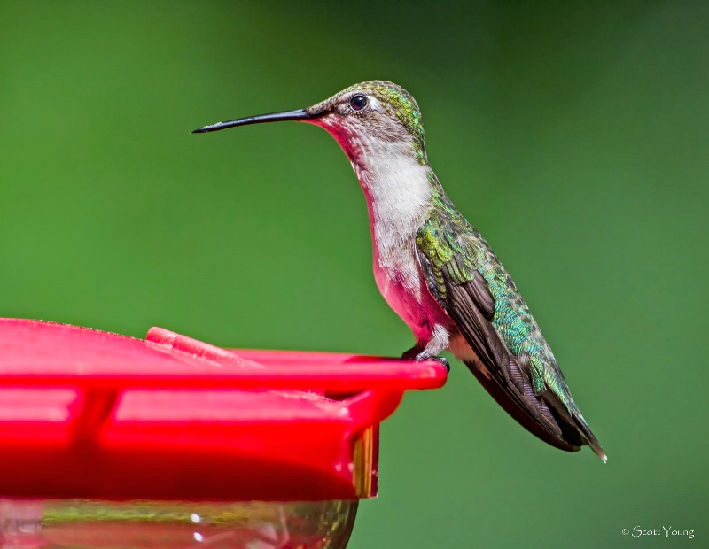 Ruby-throated Hummingbird; Virginia Beach, VA - ID: 14510750 © Richard S. Young