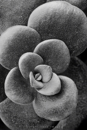 Sedum in Black & White