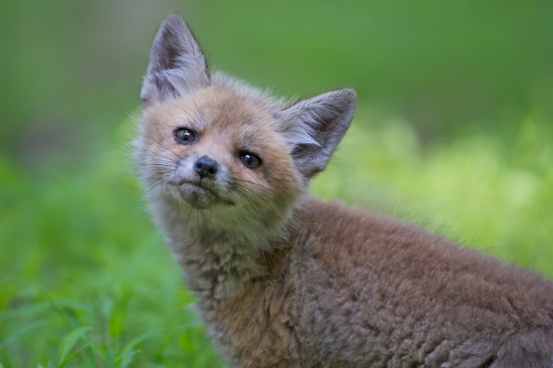 Curious Little Fox - ID: 14510978 © Kitty R. Kono