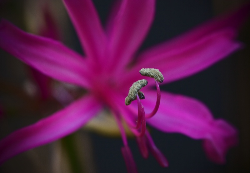 Stamens