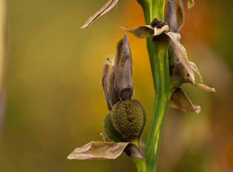 Seed Head