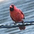 © Elliot Barnathan PhotoID# 14511019: Northern Cardinal male