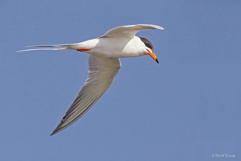 Forster's Tern; Chincoteague, VA - ID: 14511045 © Richard S. Young