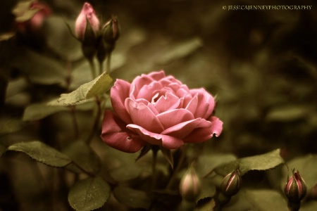 Twilight Rose