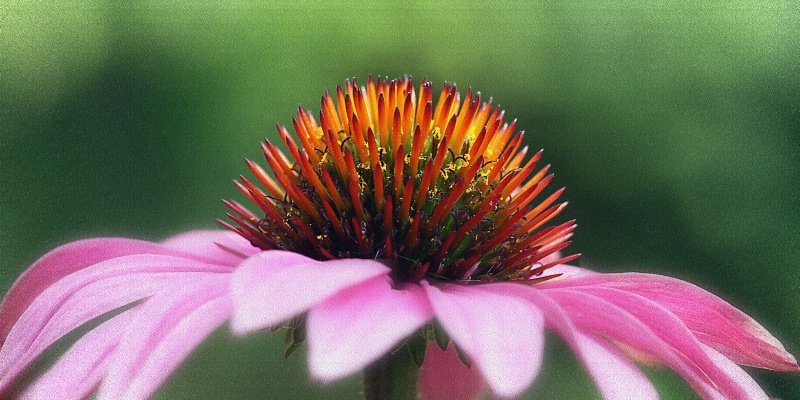 cone flower