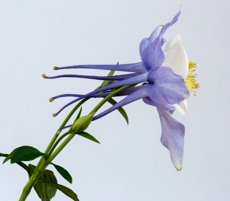 Purple Columbine