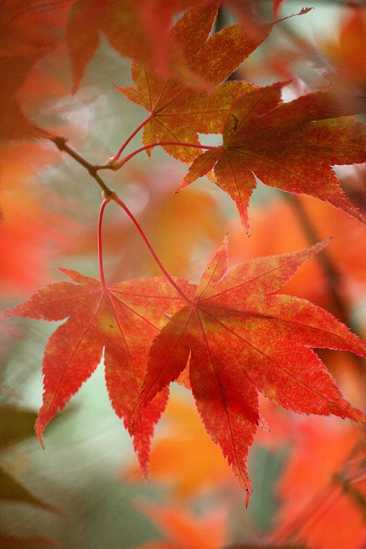 Autumnal canvas