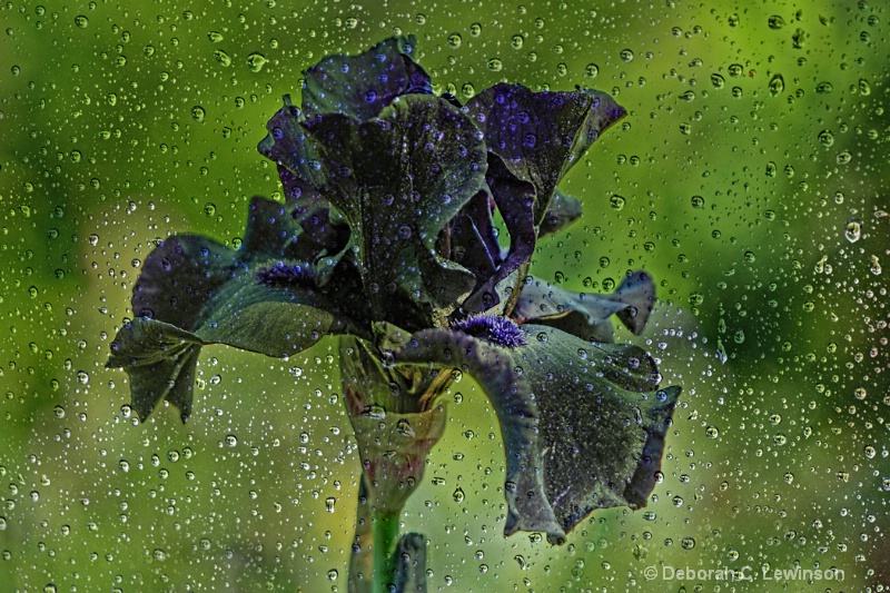 Purple Iris in the Rain - ID: 14511448 © Deborah C. Lewinson