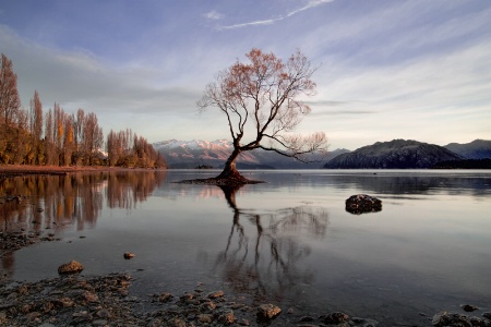 That Tree - Wanaka