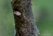 My Tree House! (N...