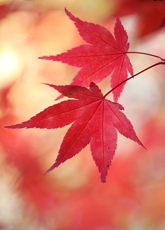 Late autumn leaves