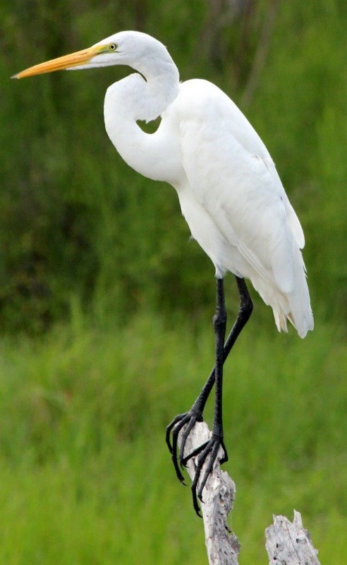 Great White Heron - ID: 14512825 © Pauline M. Osborn