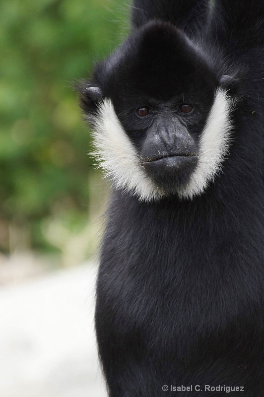 Gibbon Stares (C)