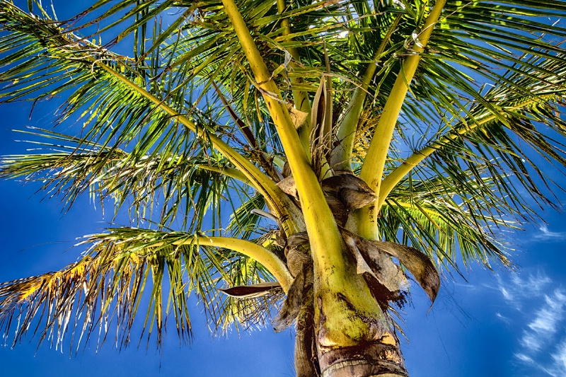 Palm Tree, Bermuda
