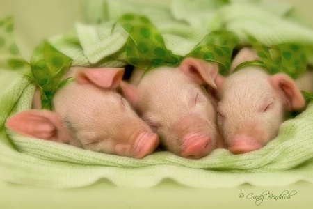 Three Little Piggies