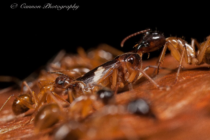 Ants and Leaf Hopper