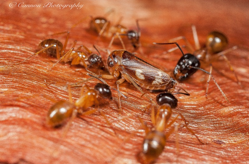Ants farming Leaf hopper