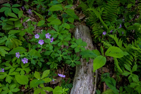 Purples among Green and Rustic