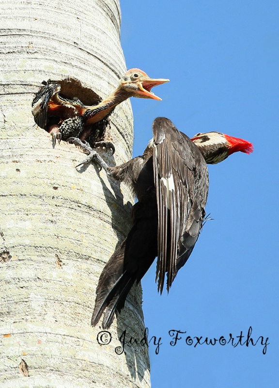 Pileated Woodpecker With Nestling