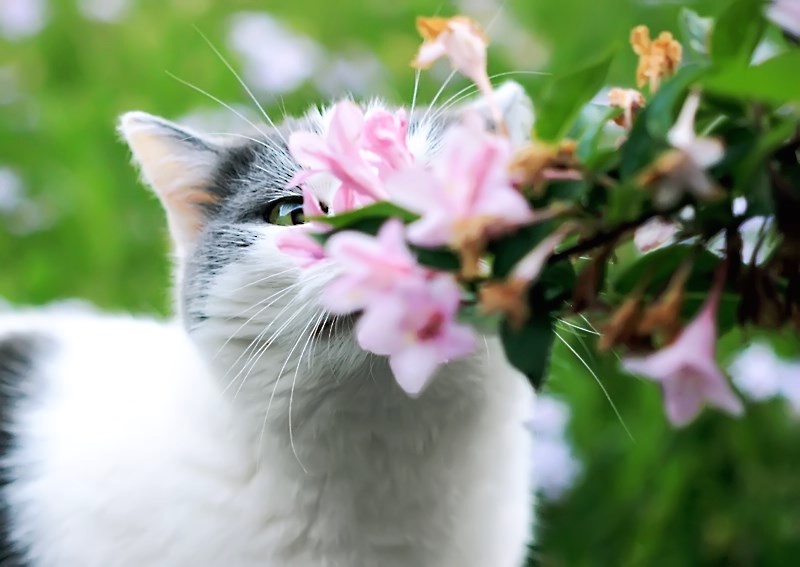 Smell The Flowers