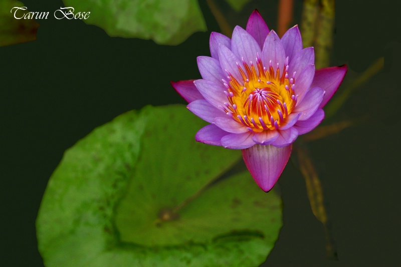 Water Lily.