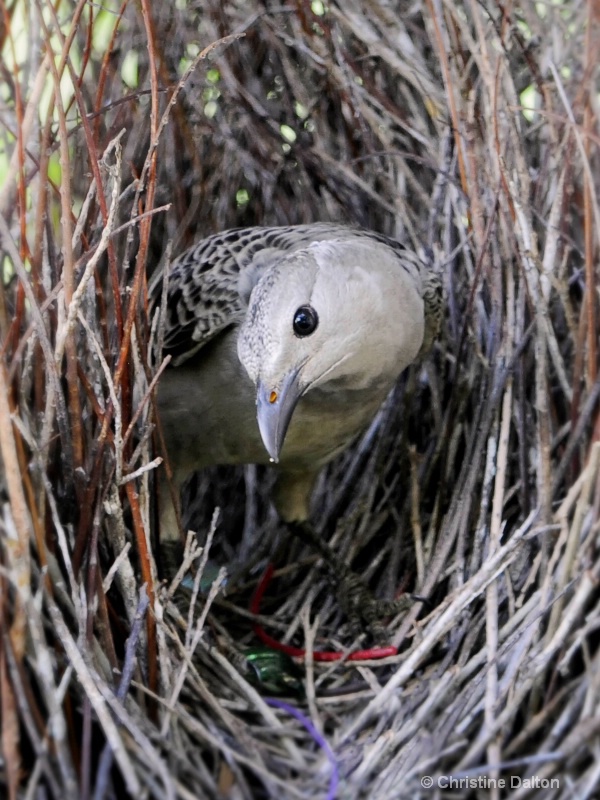 The Great Bowerbird & his Bower