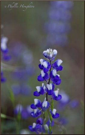 Lupine on Evergreen Rd.