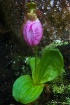 Lady Slipper