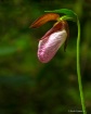 Lady Slipper