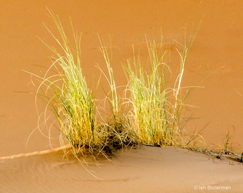 Desert Grasses