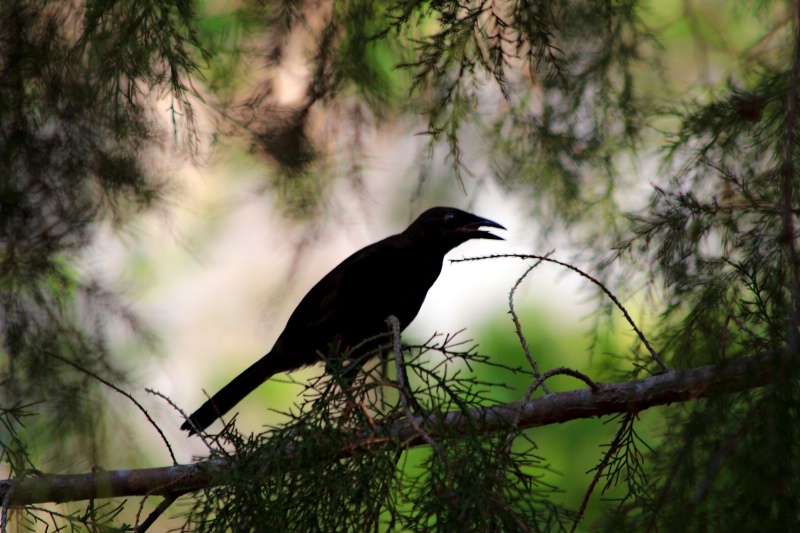 Blackbird sitting
