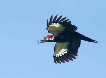 Pileated Woodpecker Full Flight
