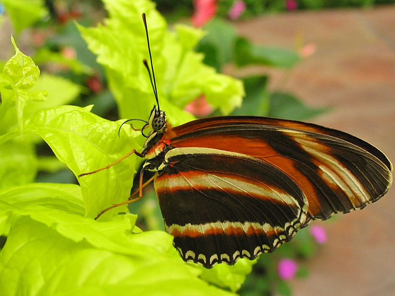 Butterfly Garden Resident
