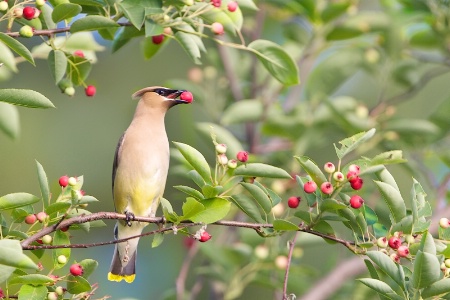 Cedar Waxwing and Crabapple