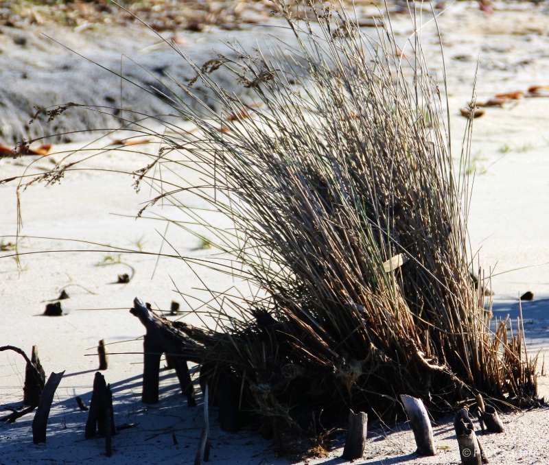 Reeds on the beach