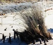 Reeds on the beac...