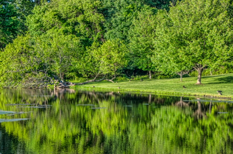 Spring Reflections